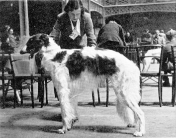 picture of the Borzoi
Eglon of Rydens