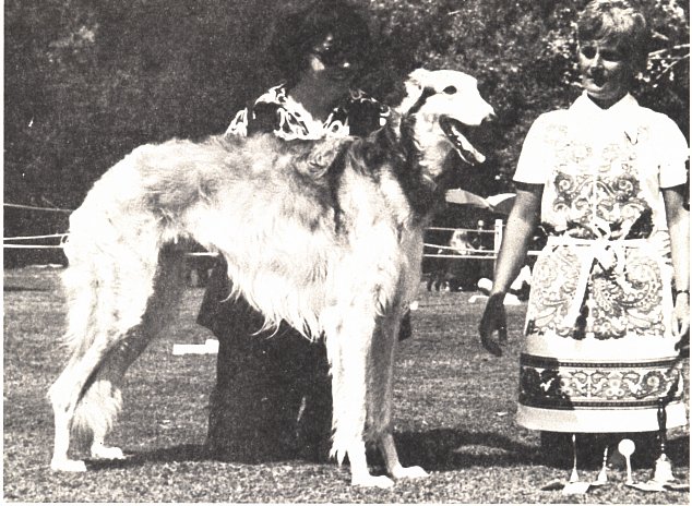 El Jaco of Rancho Gabriel, FCh, the first ASFA FCh Borzoi