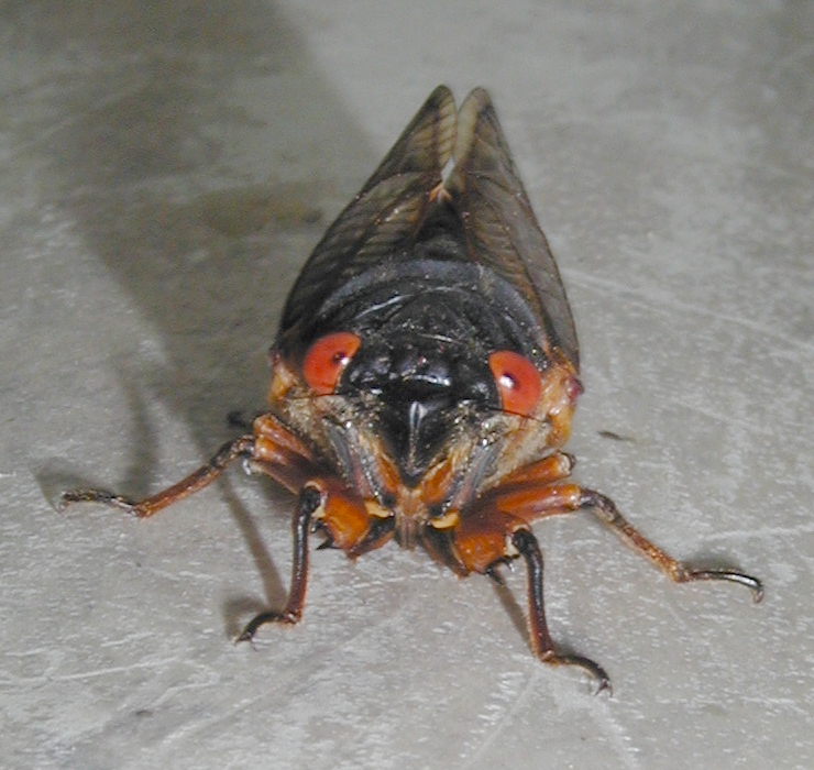 Front view of Cicada - note red eyes!