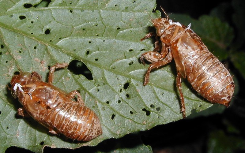 Discarded Pupal Casings