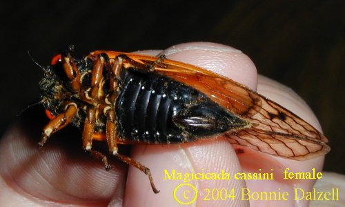 Ventral view of a Magicicda cassini female showing red spot in front of wing base