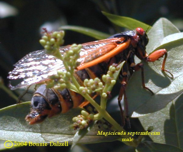 Side view of a Magicicda septendecim male showing large abdomen and red stripes on lower abdomen.