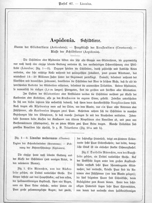 page one in german of haeckel trilobit essay